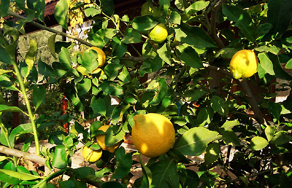 lemon tree at G�l Baba House