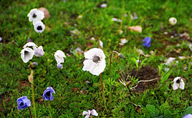 Anemones