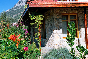 Flowers at Gül Baba House